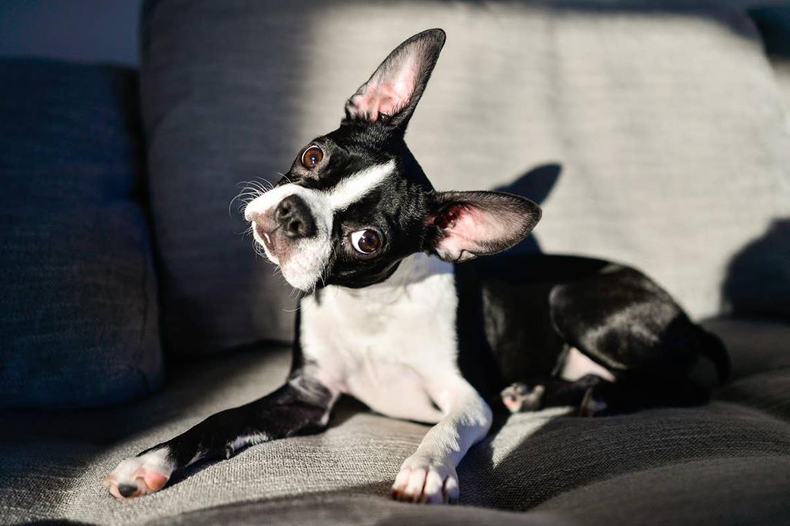  A Boston Terrier hearing calming words. 