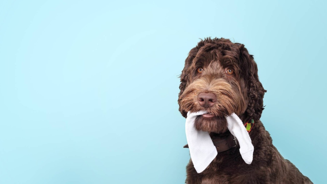 Scientists Discover Modern Dog Breeds May Not Be as Modern as We Thought 