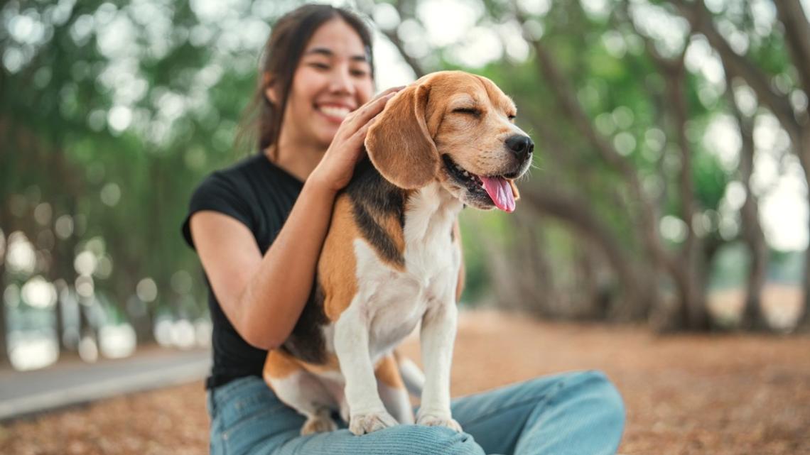 How much does Washington love its pets? See spending on dogs, cats