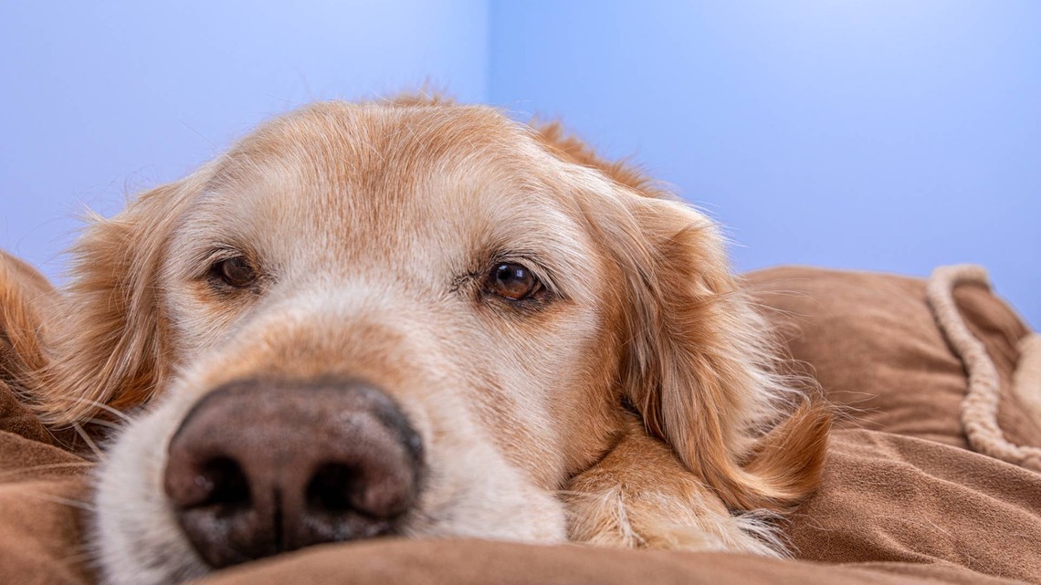 Senior Golden Retriever Can't Rest for a Second When His Younger Brother Is Around 