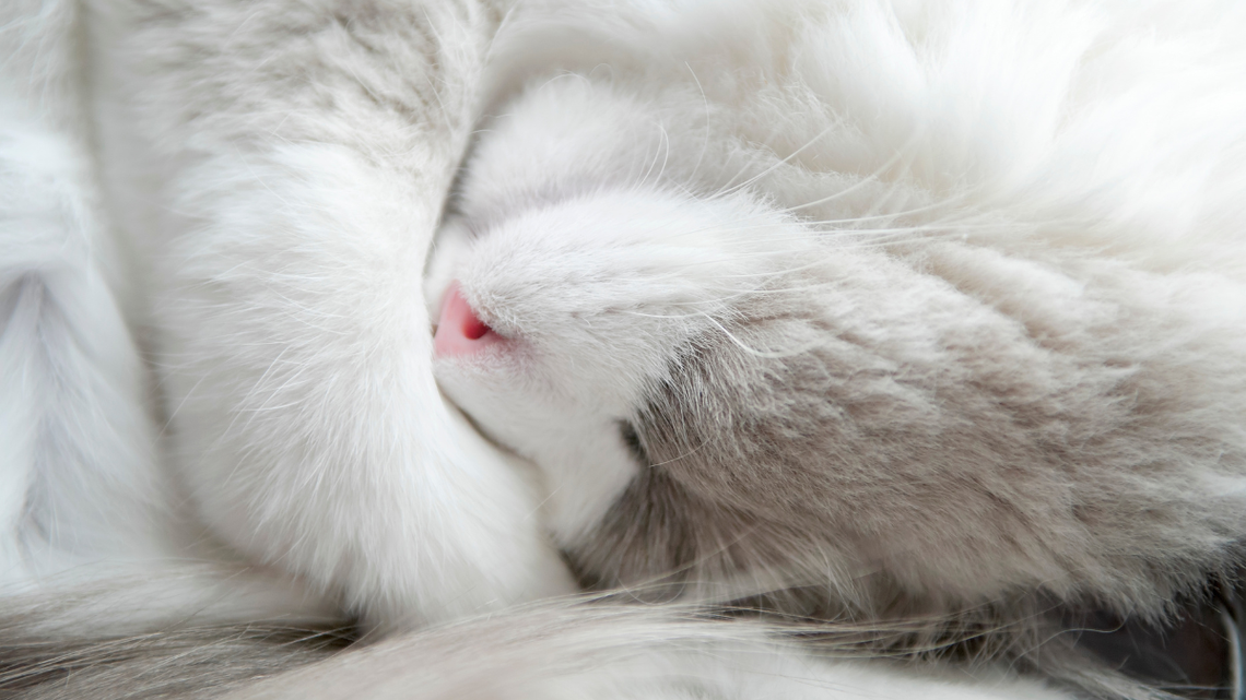 This Ragdoll Cat's Bizarre Sleeping Position Looks Uncomfortable-but Experts Say It's Normal 
