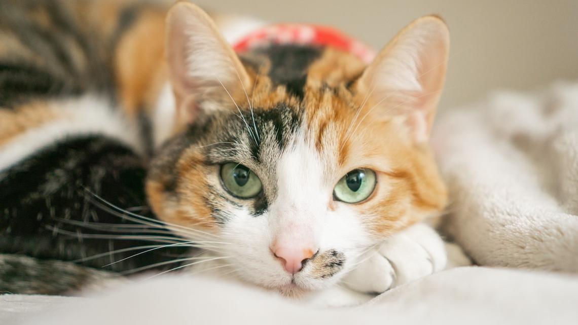 Special-Needs Cat Tries Her Brand-New Feeding Station for the First Time 