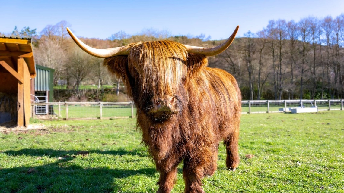 Highland Cow Gets Tangled in Laundry and Becomes a Fluffy Clothes Rack 