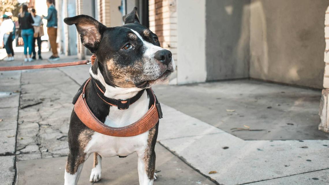 Shelter Dog Found As Stray 6 Years After Adoption Has Sweetest Reaction to New Collar and Necklace 