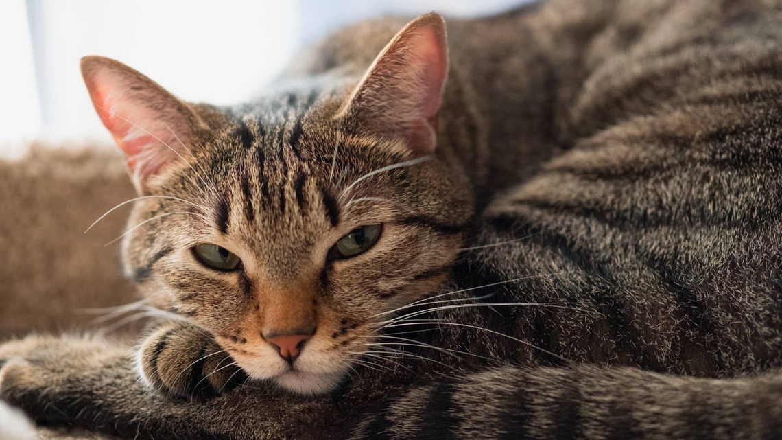 Rescue Tabby Cat Settles Into His Forever Home Like He's Always Belonged There 