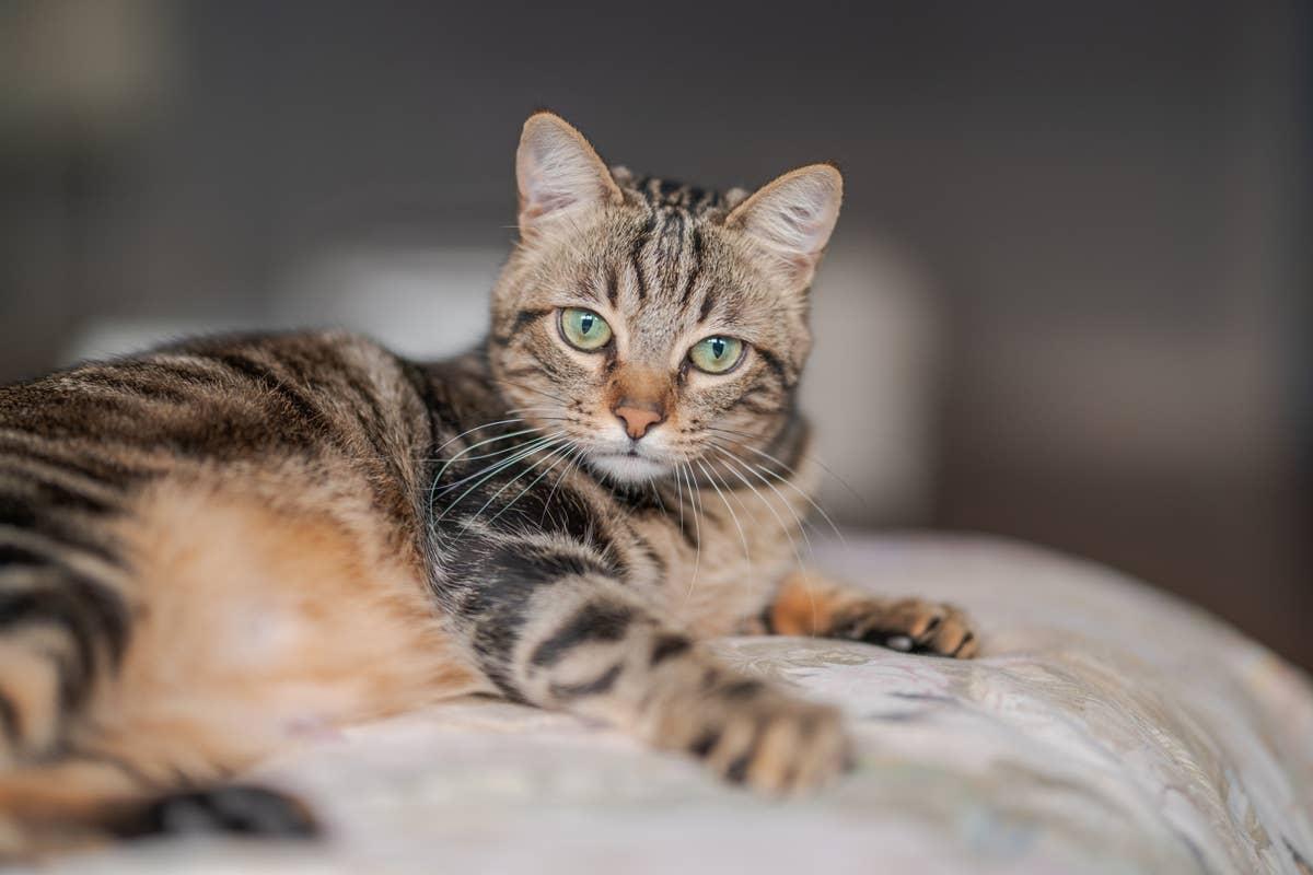  These felines don't do well with children as they are high-energy pets.