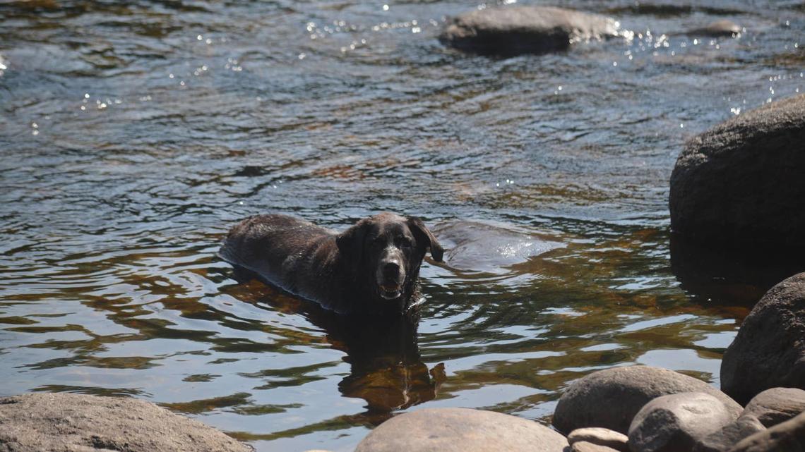 Parisians Form Human Chain to Rescue Stranded Dog From the Seine 