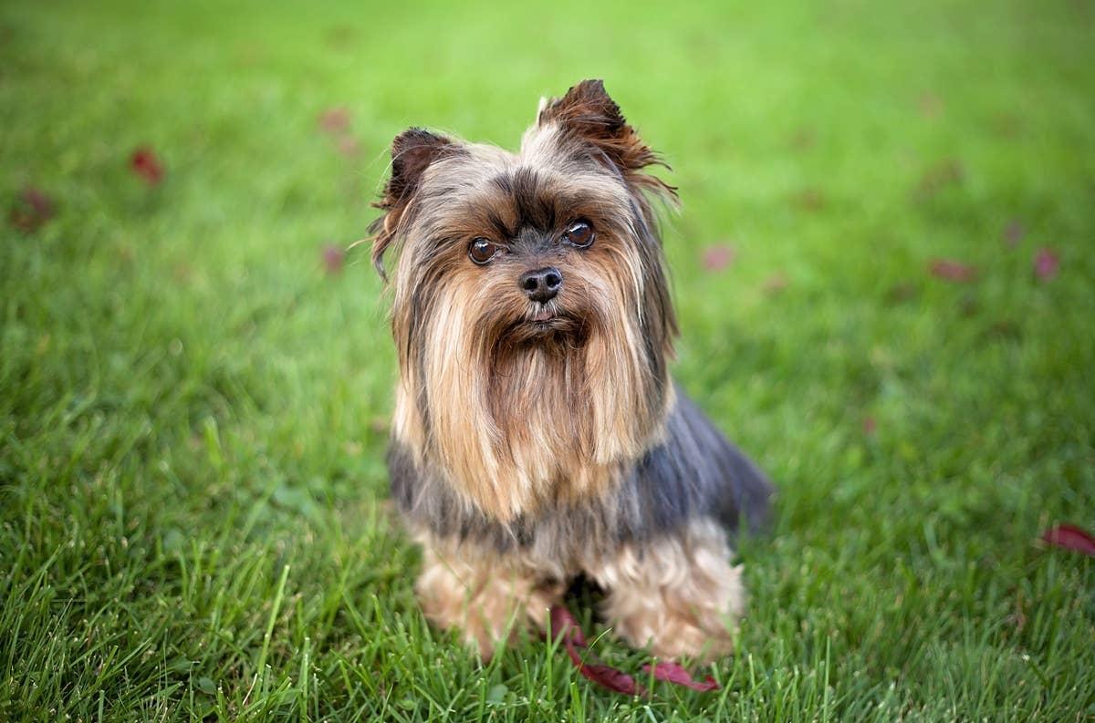  Even Yorkies can struggle living in apartments.