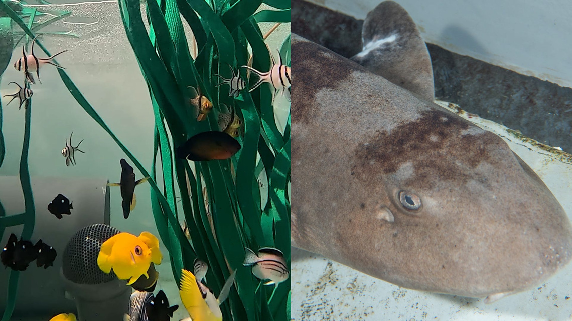 Aquarium cares for nearly 500 trafficked marine animals 