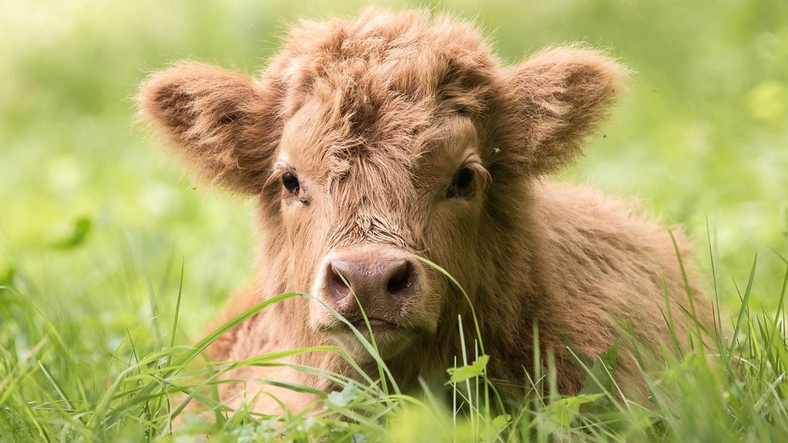 This Highland Calf Thinks She's a Dog-and People Are Obsessed 