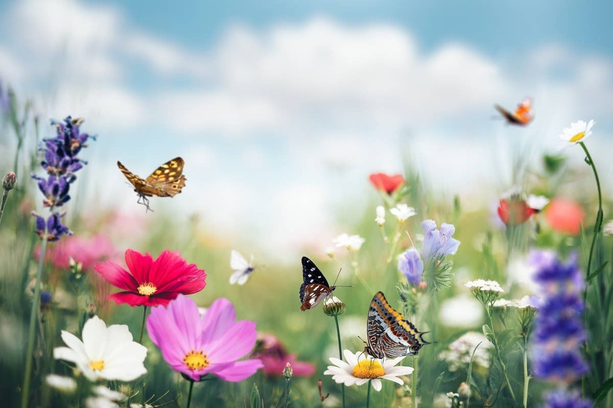  Repeated butterfly sightings can feel meaningful to many people.