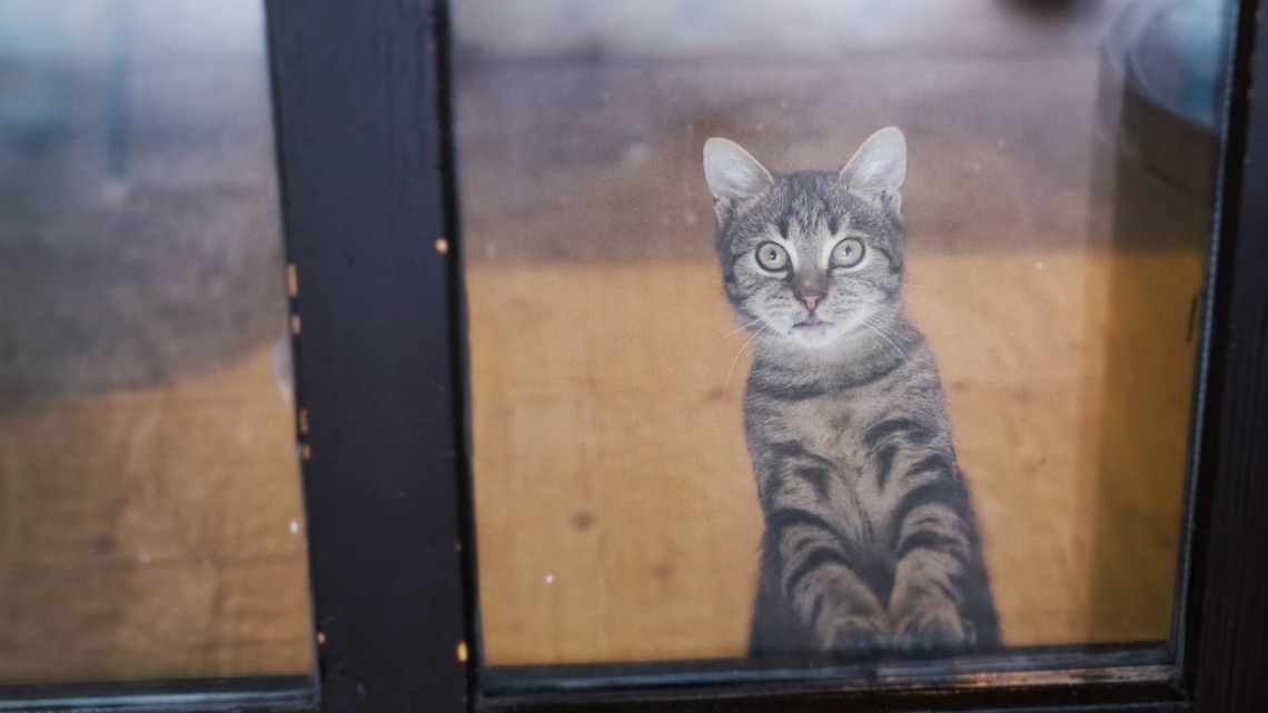 Stray Kitten Cries at a Woman's Front Door Then Walks Inside Like He Already Knew He Was Home 