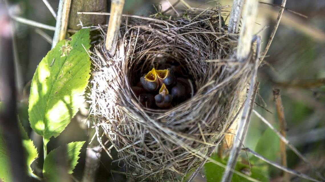 Mama bird feeding her chicks.