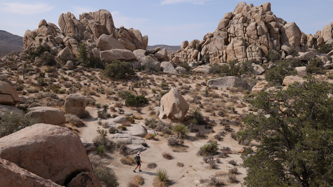 Joshua tree preservation projects scrapped after Trump administration blocks funding 