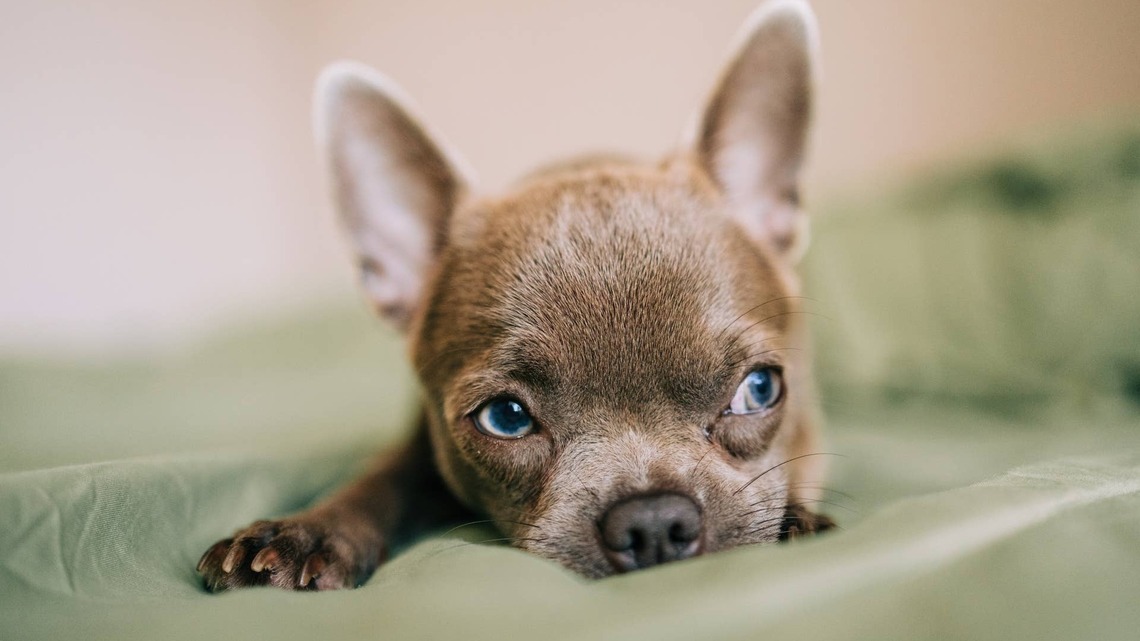 Woman Meets Her Tiny Chihuahua for the First Time at the Airport, and It's Too Sweet 