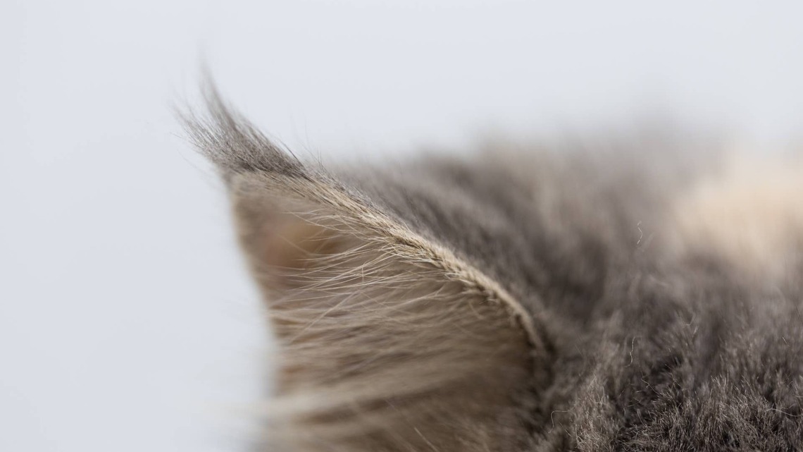 Grey Maine Coon Kitten Looks Like a Storm Cloud With Different Colored Gemstone Eyes 