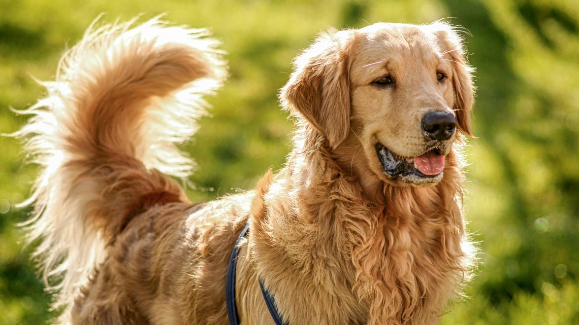 Golden Retriever Has Been Playing Hide-and-Seek for 9 Years and Still Isn't Very Good 