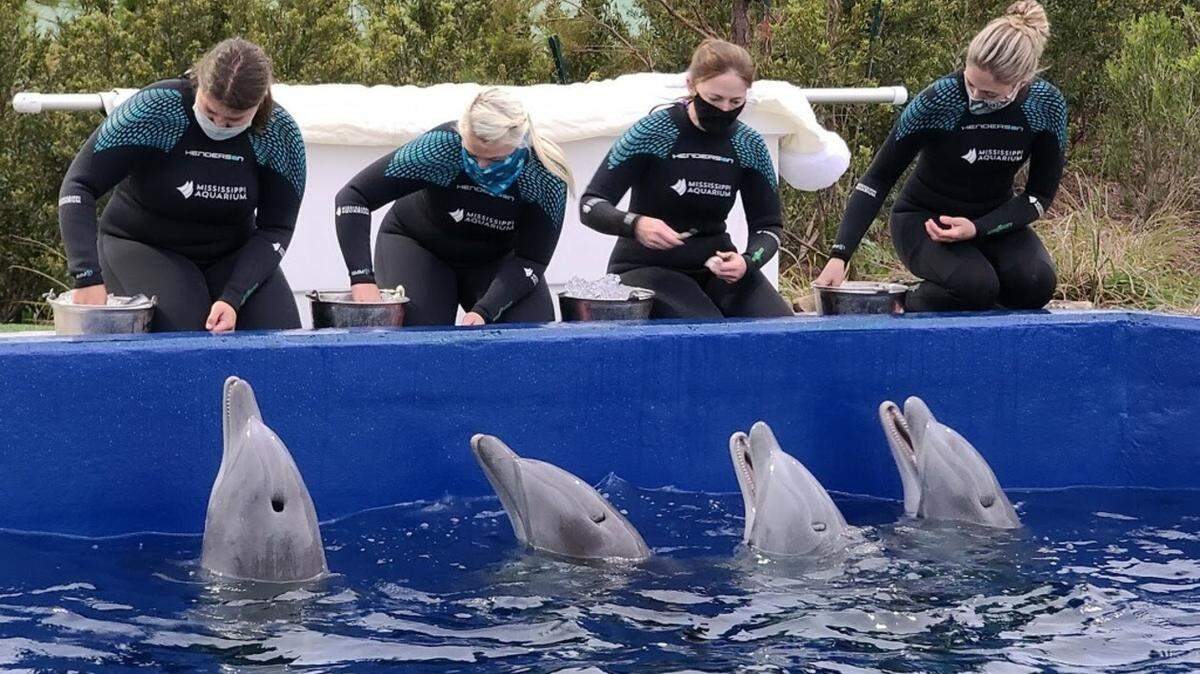 Four young dolphins — Archer, Fin, Nigel and Axel — at the Mississippi Aquarium in Gulfport.