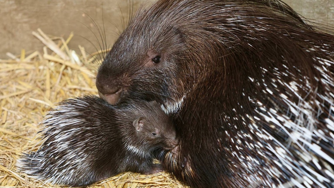 Viewers Were Shocked When Mama Porcupine Ran Off Without Her Adorable Baby 