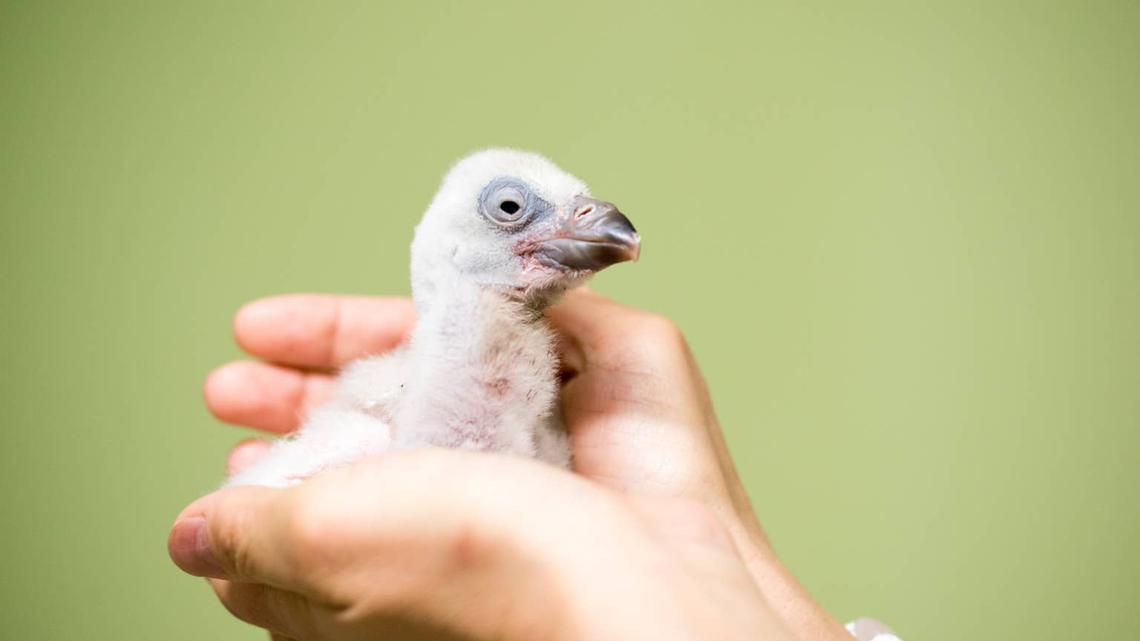 Meet the New Cape Vulture Babies that Hatched at the Los Angeles Zoo 