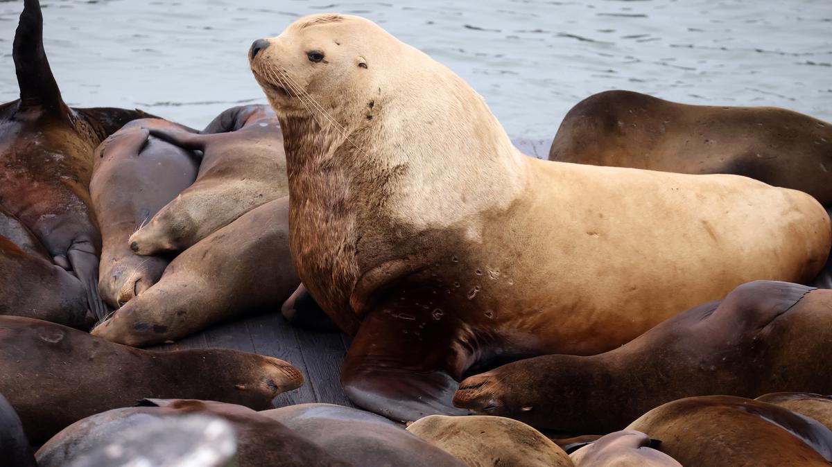Chonkers, a Stellar sea lion, rests on a dock with California sea lions at Pier 39 in San Francisco on Thursday, April 30, 2026. Chonkers showed up in early March at San Francisco’s Pier 39, where floating docks of barking sea lions regularly draw admiring crowds. Stellar sea lions can grow up to 11 feet long and weigh up to 2,500 pounds. (Aric Crabb/Bay Area News Group/TNS)