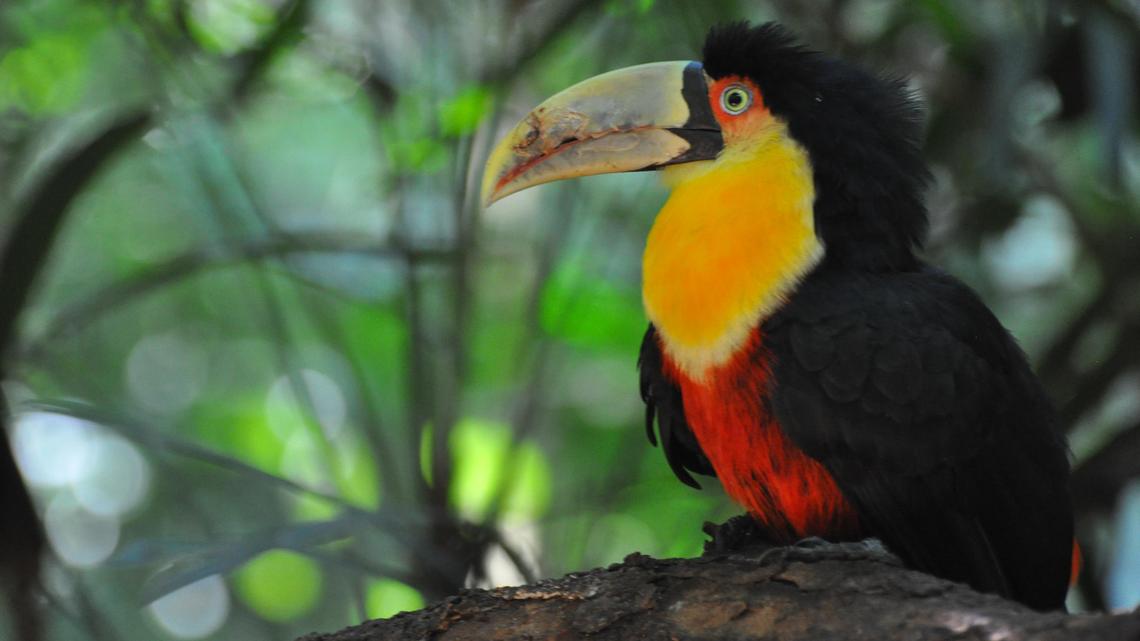 After Going Locally Extinct, Ariel Toucans Return to Save Rio’s Most Threatened Trees
