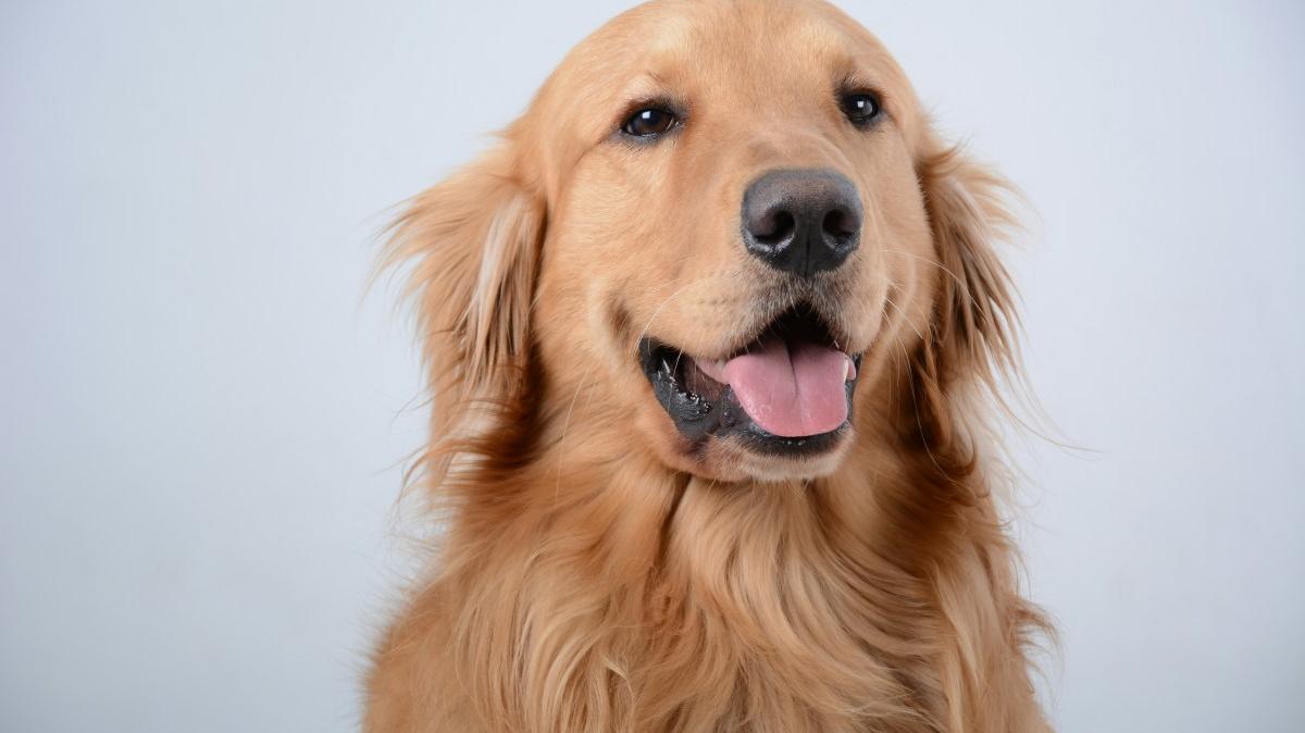 Golden Retriever.