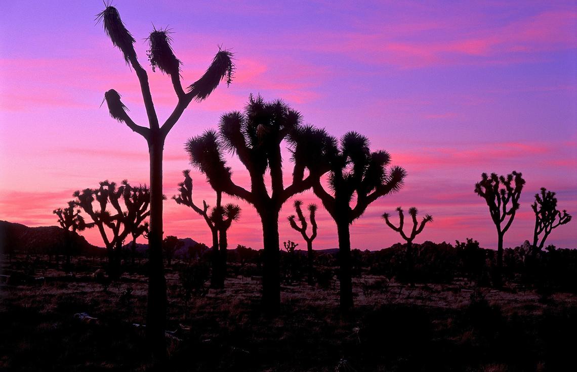 Joshua Tree National Park in California.