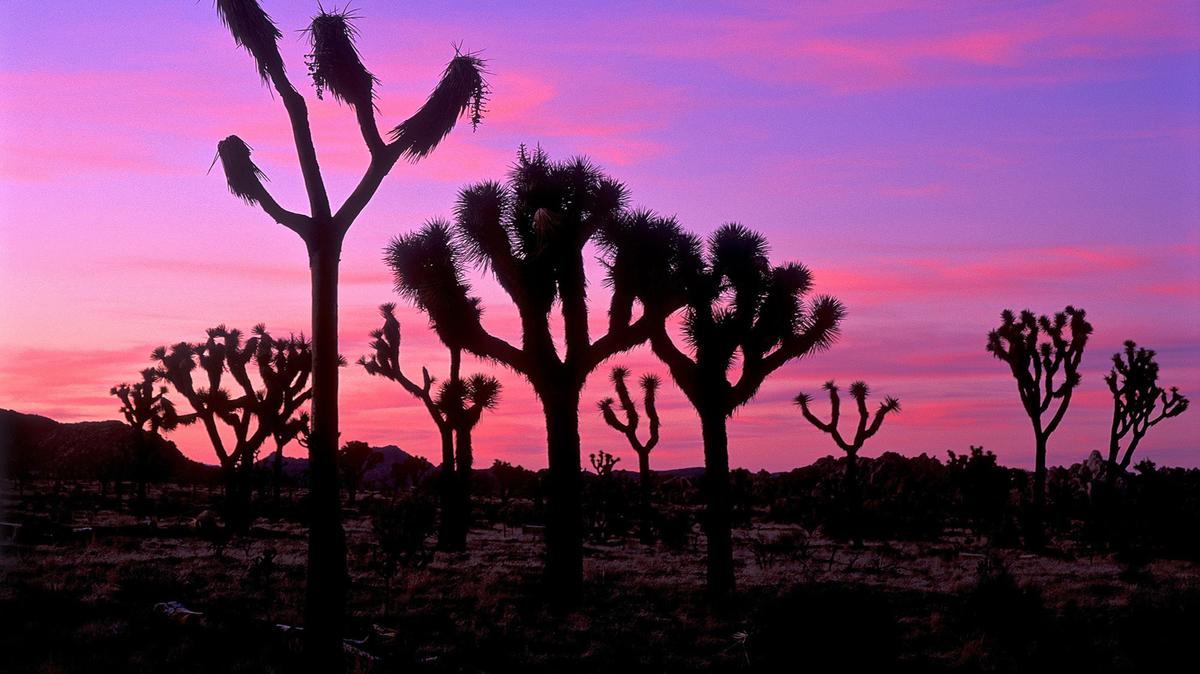 Joshua Tree National Park in California. 