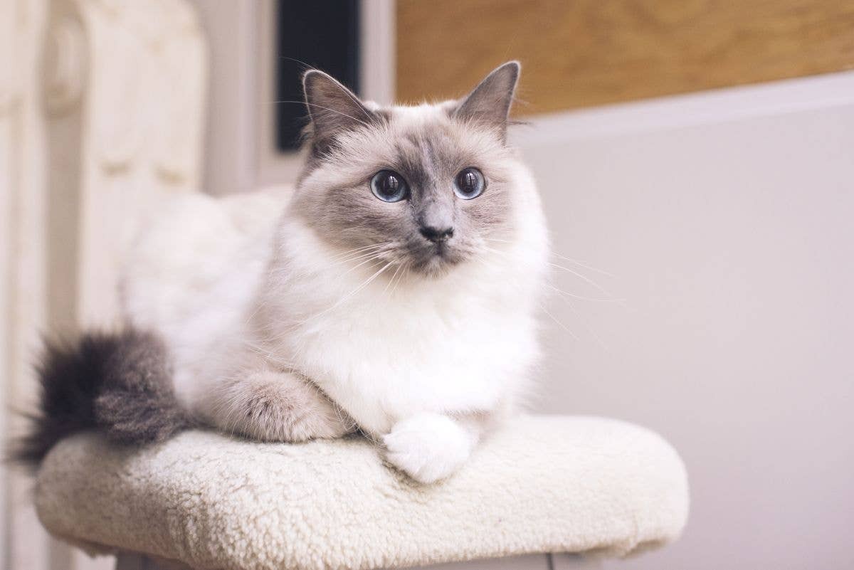  This sweet-natured cat shares many traits with the beloved Maine Coon.
