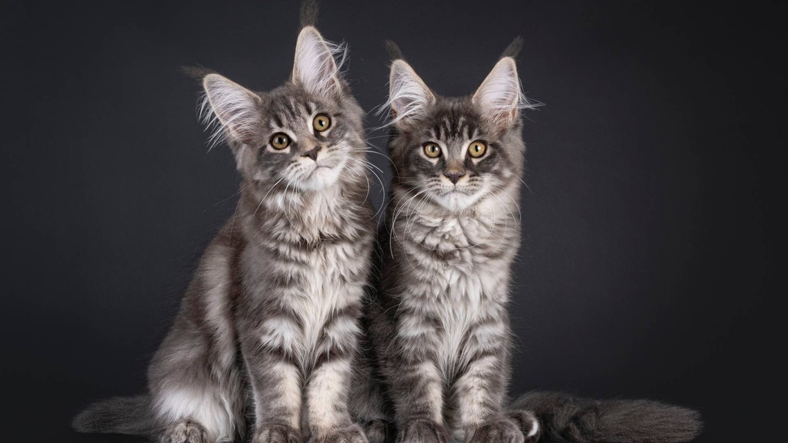 Gorgeous Silver Maine Coon Kitten Looks Like the Most Luxurious Accessory 
