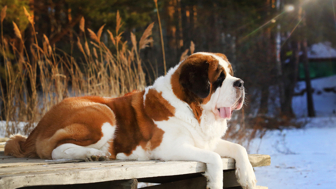 Saint Bernard Soaks up the Snow and Sunshine Like He Was Born for This 