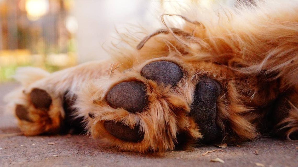 Jaw-Dropping 75-Pound Corgi Is Basically a Giant Lapdog 