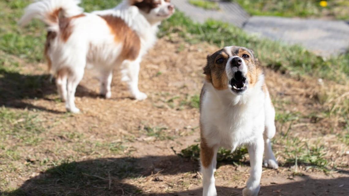 Hero Chihuahuas Save Shih-Tzu From Coyote Attack in Harrowing Ring Video 