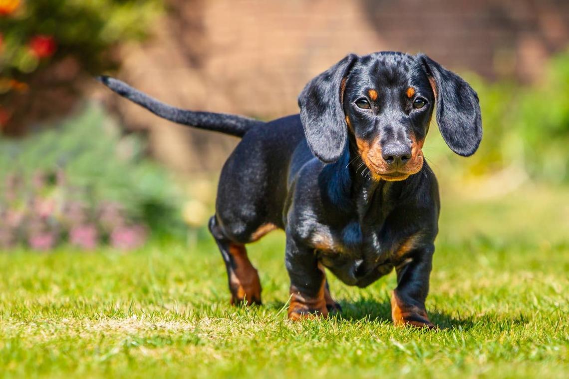  A small dog with an adorable face walking outside. 