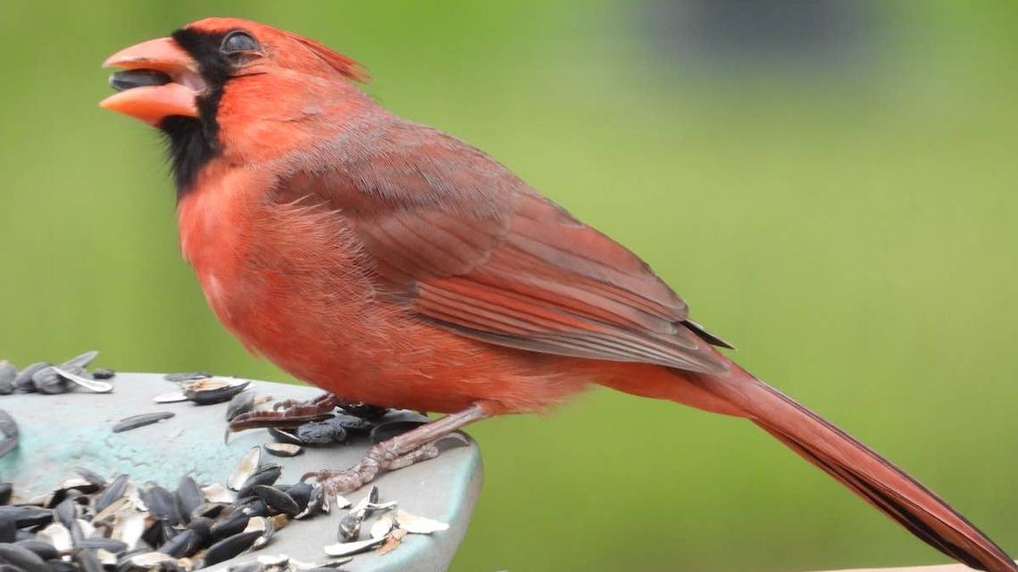 A Cardinal eats sunflower seeds. 