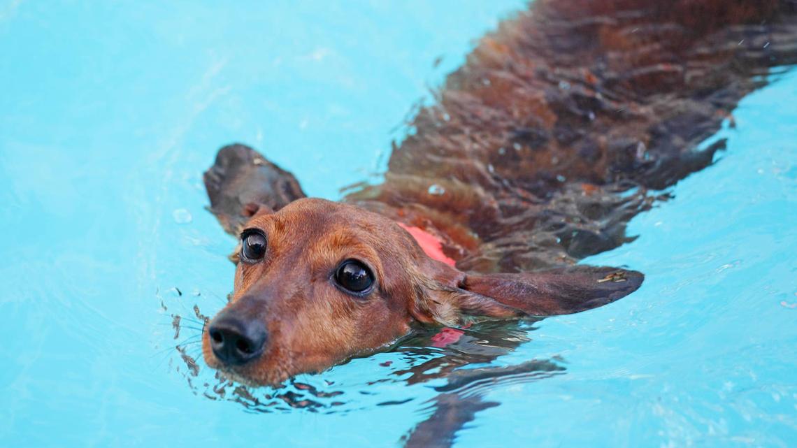 Dachshunds React to Dad in Pool Like Tiny Lifeguards on Duty 