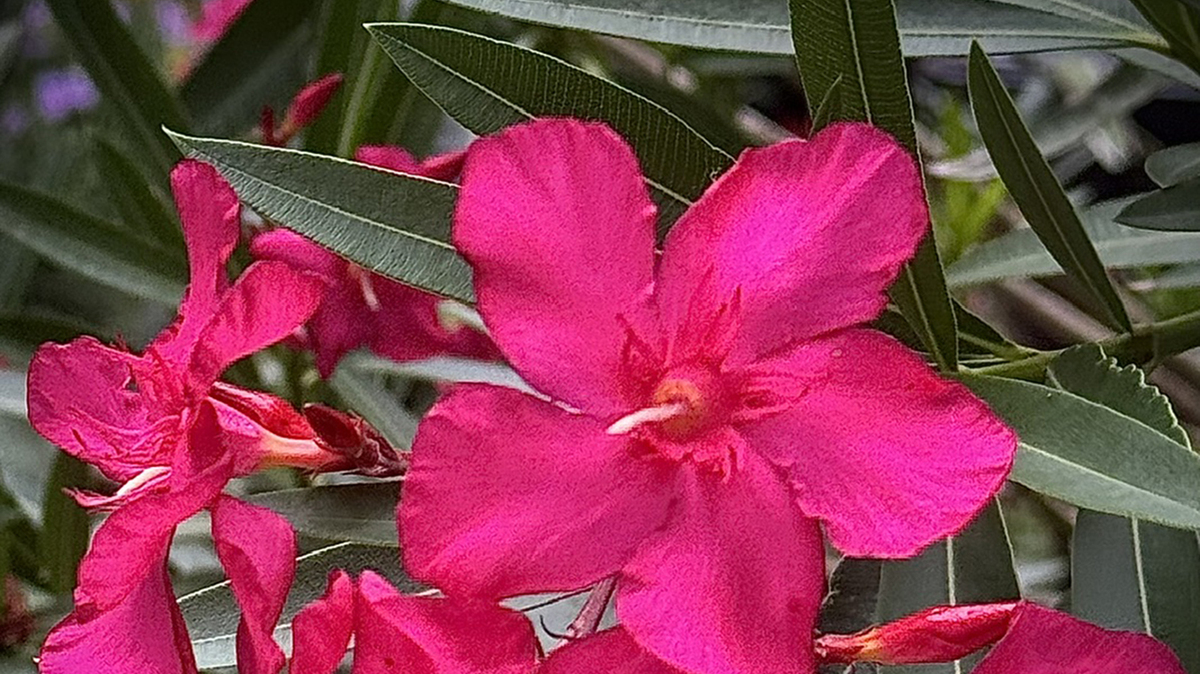 Austin Pretty Limits is a stunning more compact oleander cold hardy from zones 8 and up.
