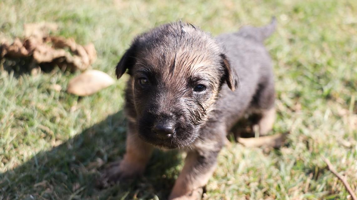 Mom Adopts Dark German Shepherd Only to Find a Golden Surprise 3 Years Later 
