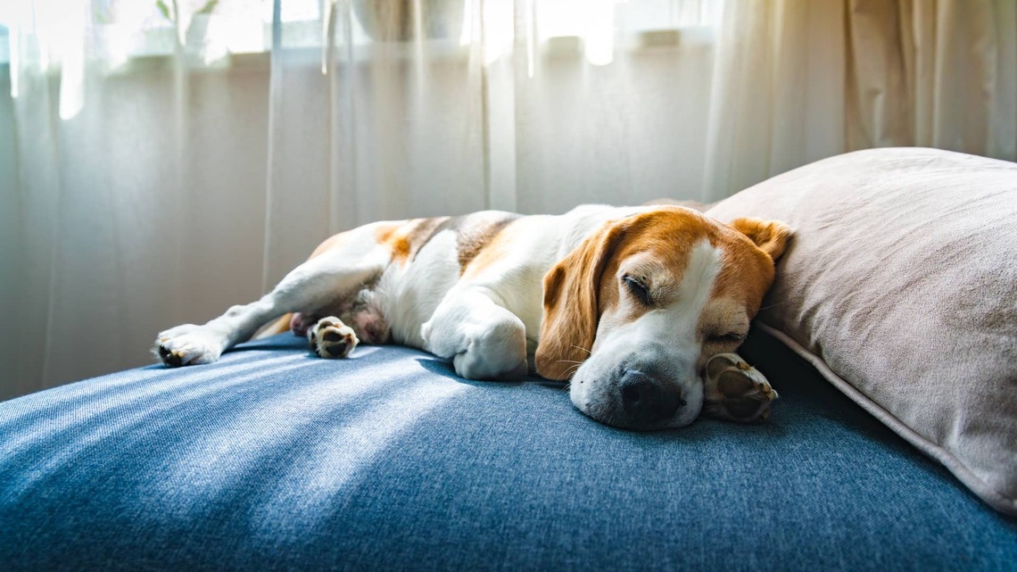 New Study Says Letting Your Dog Sleep in Bed Might Not Be the Problem You Think It Is 