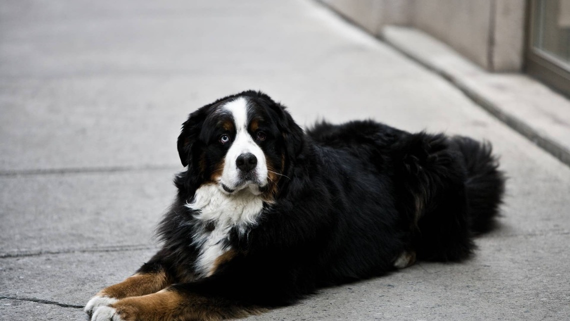 Bernese Mountain Dog Refuses To Leave Home Improvement Store, So Dad Gets Creative 