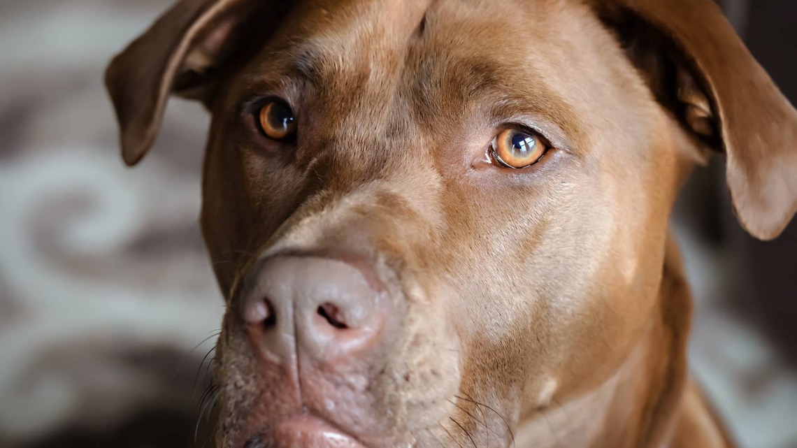 This Rescue Dog Spent 8 Years With Her Family, Then Nearly Lost Her Life to Depression at the Shelter 