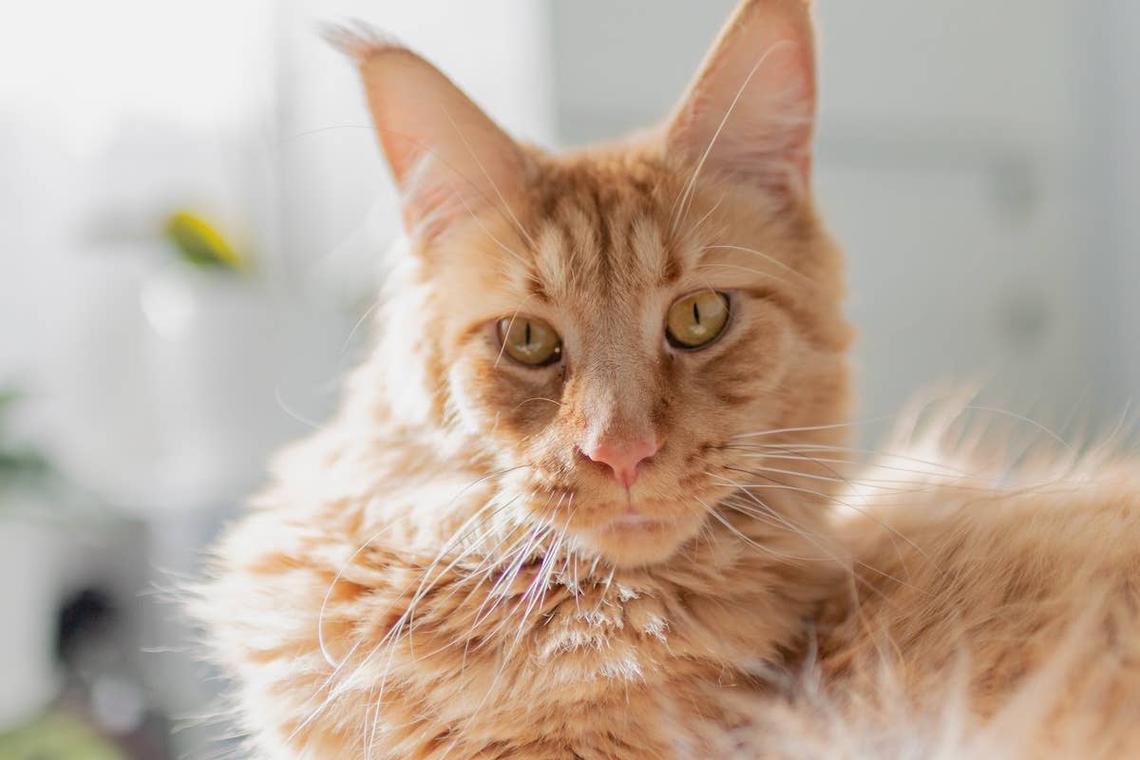  Orange Maine Coon cat sitting on a bed. 
