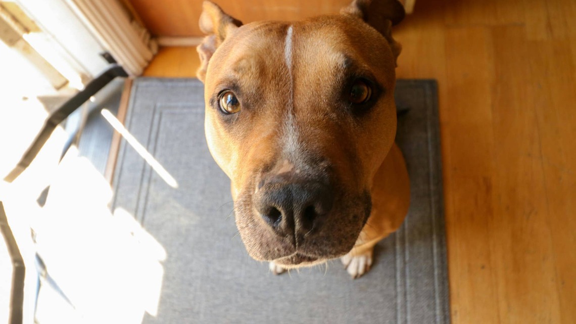 Anxious Foster Dog Gets Comforted by 'Emotional Support' Pit Bull and It's the Sweetest 
