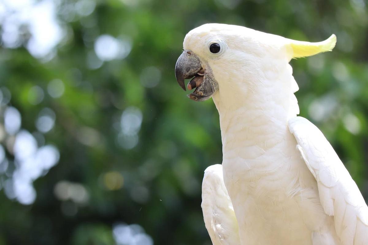  Cockatoo standing outside.