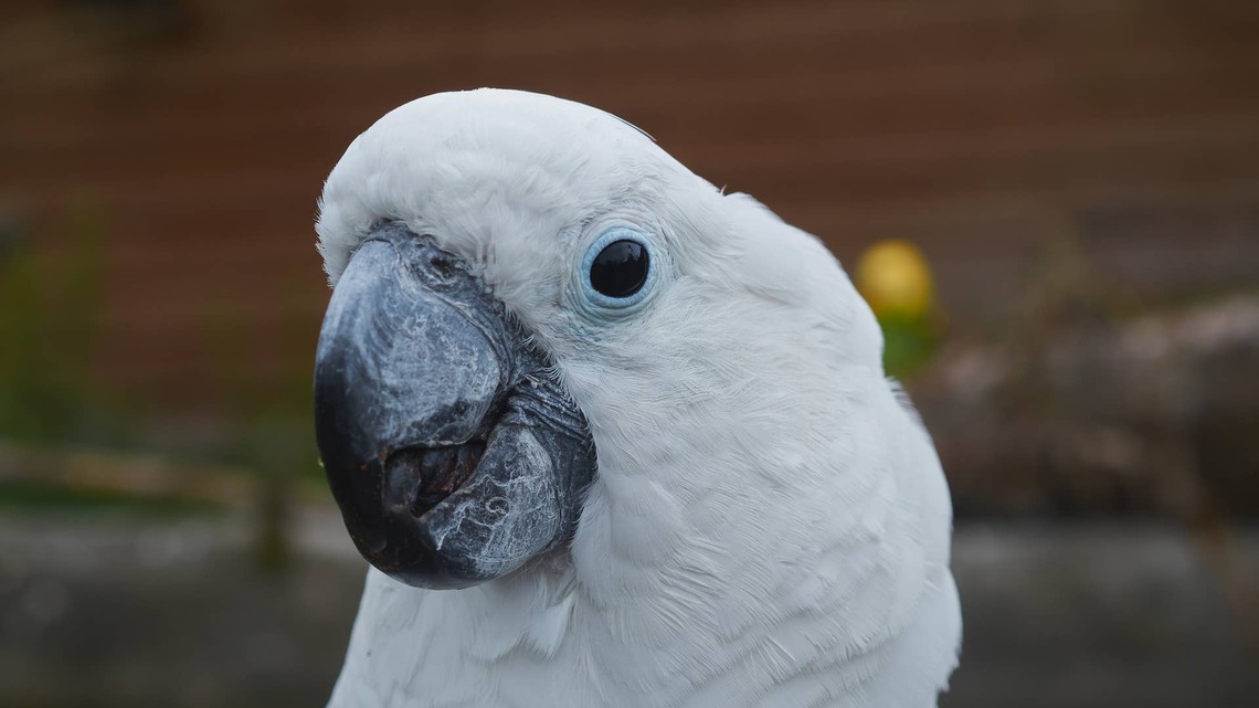 Cockatoo on School Pickup Duty Cracks Himself Up So Hard, He Can't Get the Joke Out 