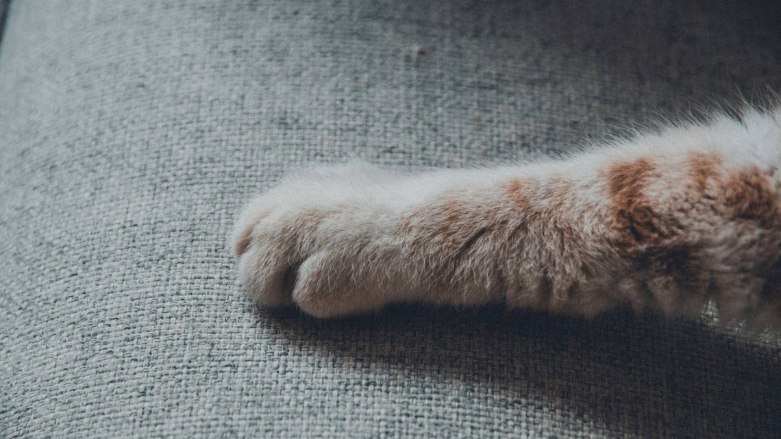 Fluffy Persian Kittens Look Just Like Pumpkin Spice Cupcakes, and They Are Irresistable 
