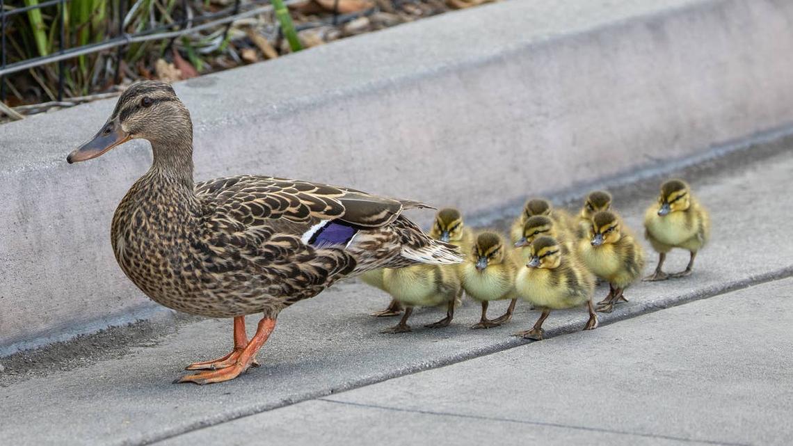 Kind Woman Rescues Trapped Ducklings After Hearing Their Mom's Cries for Help 