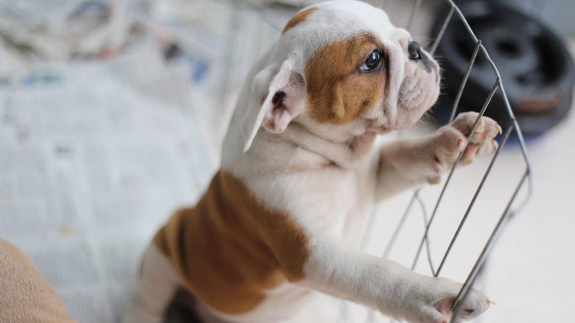 Bulldog Hops a Baby Gate Like He's Blasting Off to the Moon 