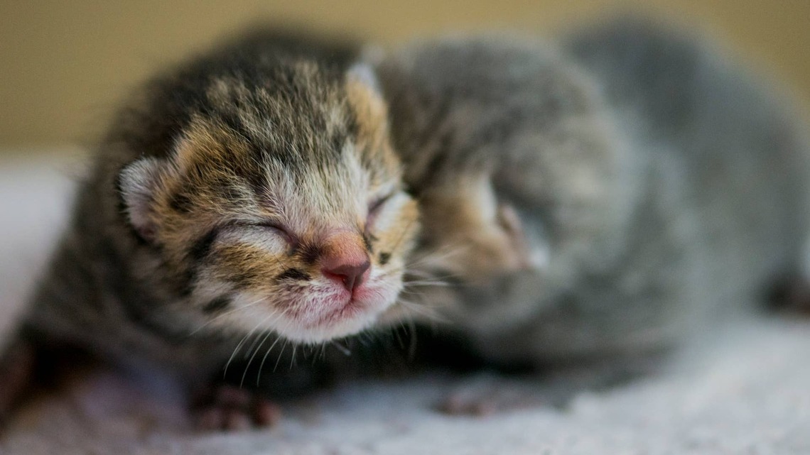Tiny Kitten Who 'Doesn't Know She Exists' Looks Like a Cute Piece of Dryer Lint With Eyes 